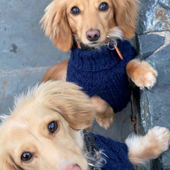 XSL Little Broken Waffles Dog Sweater - Picture 1 of 11